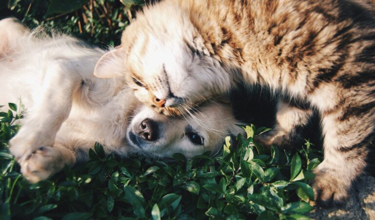 Odpouštění poplatků za adopci zvířat v Collier County